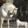 В Германии началась конная выставка Эквитана