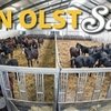Аукцион Van Olst Horses: в гостях у заводчиков Валегро.