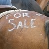 Пользователи Facebook протестуют против удаления объявлений о продаже лошадей