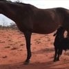 Австралийская кобыла усыновила теленка