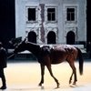 На сцене питерского театра выступает конь