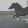 Автомобилисты на МКАДе спасали лошадь