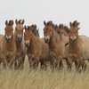 Лошадей Пржевальского пытались продать через интернет