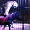 Тигр верхом на лошади из китайского цирка возмутил интернет-общественность.