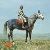 В Узбекистане занялись совершенствованием генофонда карабаирской породы лошадей