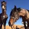 Gallops of Morocco: Напрямик через пустыню