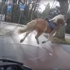 План "Перехват": в Нидерландах лошадь ловили на скутере