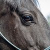 В Америке лошадь подала в суд на бывшего владельца