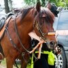 Поисковый отряд «Лиза Алерт» провел учения с лошадьми 