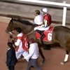 Лошадь Рамзана Кадырова выиграла скачку в Дубае