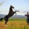 В Узбекистане будут развивать коневодство и конный спорт