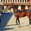 Дагестанский конный завод стал государственным