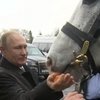 Путину подарили в Киргизии орловского рысака