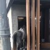 В краснодарский бар заглянула лошадь