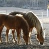 В Архангельской области будут развивать конный туризм