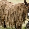 В Московском зоопарке появятся ослы пуату