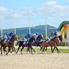 Лошади Ставропольского конного завода обскакали всех