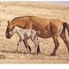 Подаренная сыну Трампа монгольская лошадь останется на родине