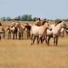 В Оренбурге начался VII Международный симпозиум по сохранению лошади Пржевальского