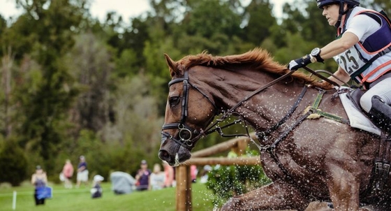 Топовая лошадь Пигги Фрэнч продана в Японию