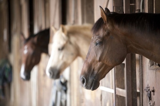 Коневладельцам разрешат посещать лошадей на конюшнях во время режима самоизоляции