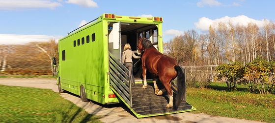 Цифровой паспорт лошадям для поездок между Великобританией и Евросоюзом 