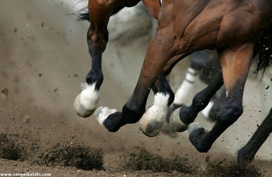 Модификация генов лошадей для улучшения их спортивных качеств 
