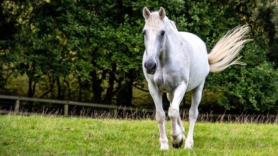 В Великобритании наградили полицейского коня-ветерана 