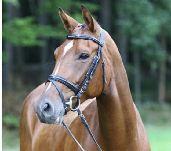 Онлайн-аукцион и керунг лошадей немецкой спортивной породы в Марбахе 