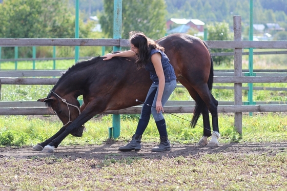 Natiral Horsemanship для спортивных пар в КСК «Пегас»! 