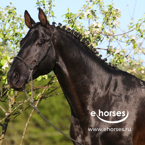 Ehorses - ведущая онлайн-площадка для продажи лошадей - теперь в России!