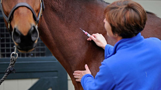 Технология вакцины COVID-19 может иметь потенциальное применение против лошадиного гриппа