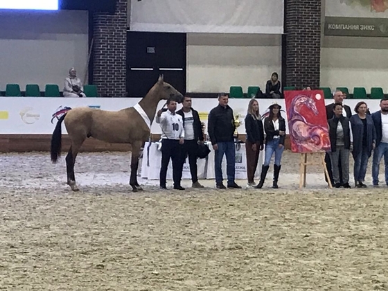 Суфьян-Шах – абсолютный чемпион всероссийской выставки лошадей чистокровной ахалтекинской породы 