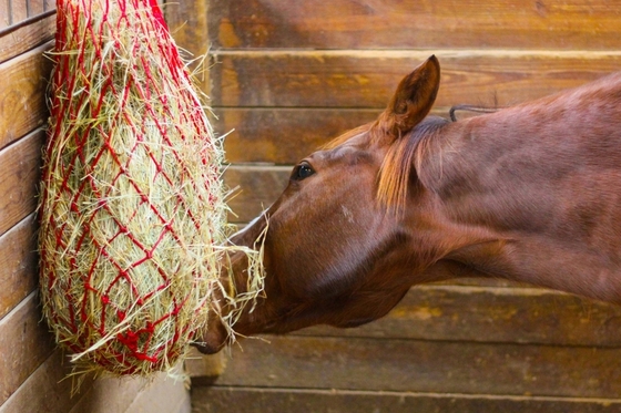 Замоченное сено необходимо скармливать лошадям немедленно, считают ученые