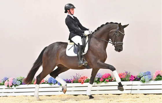 Самая дорогая лошадь продана за 450 тысяч евро на ольденбургском аукционе в Фехте