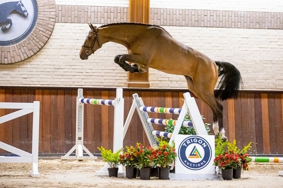 Самый дорогой конь аукциона Trigon продан за 43 тысячи евро 