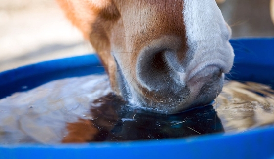 Лошади предпочитают пить из ведер бирюзового цвета