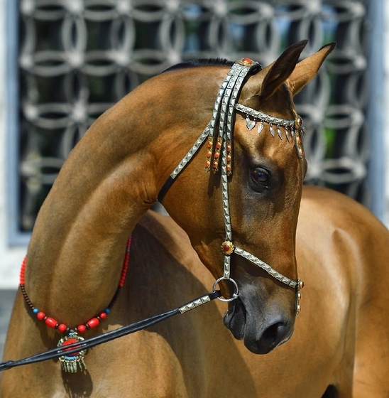 Выставка-шоу ахалтекинских лошадей пройдет уже в эту субботу!