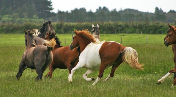 Владельцы часто не замечают лишний вес у лошадей, показало исследование 