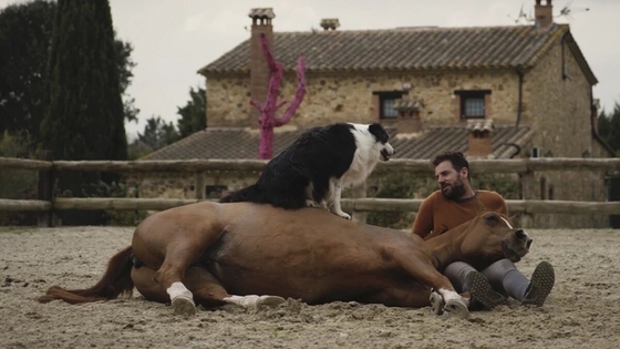 Сегодня в прокат вышел новый испанский фильм о взаимоотношениях человека и лошади