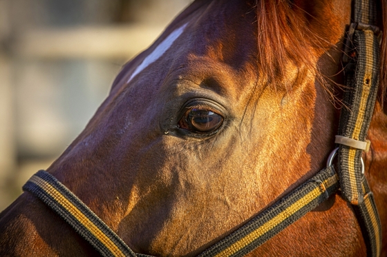 Аукцион лошадей чистокровной верховой породы прошел в конном заводе «Восход»