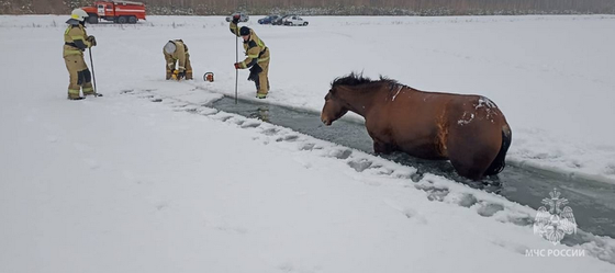 В Челябинской области лошади провались под лед