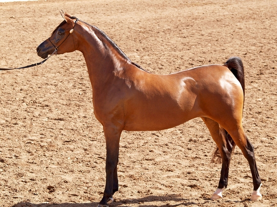 Scottsdale Arabian Horse Show