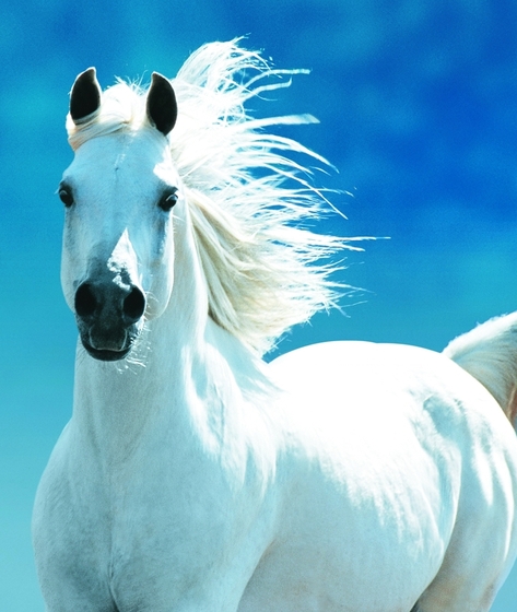 Международная выставка лошадей и конного спорта HansePferd Hamburg-2014
