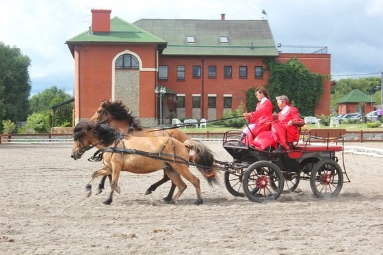 В России прошел фестиваль вятских лошадей
