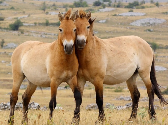 Лошадь Пржевальского: возвращение в дикую природу