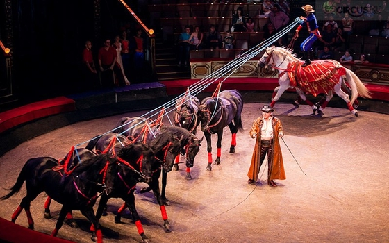 Конный цирк Тамерлана Нугзарова: верность традициям и любовь к лошади