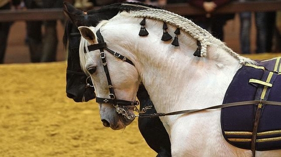 Вся красота андалузских лошадей на выставке SICAB 2014