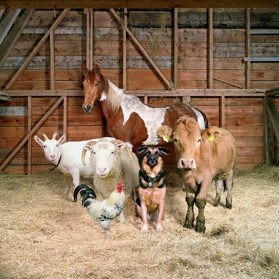 Лошади с фермы попали в объектив фотографа