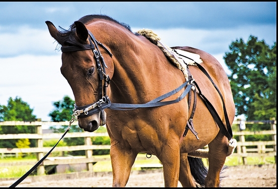 Попона для лошади своими руками: пошаговая инструкция